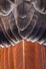Red-tailed hawk. Tail feather pattern. Art Print